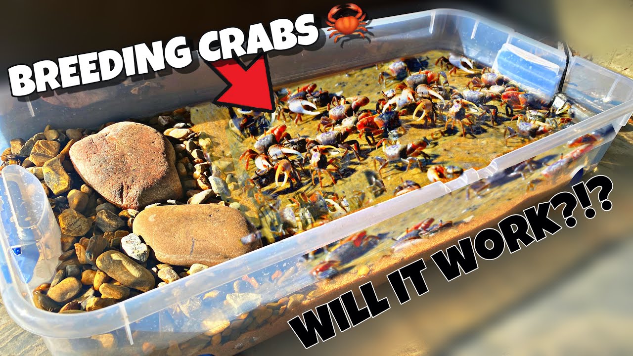 Breeding Fiddler Crabs (Diy Bin Setup)