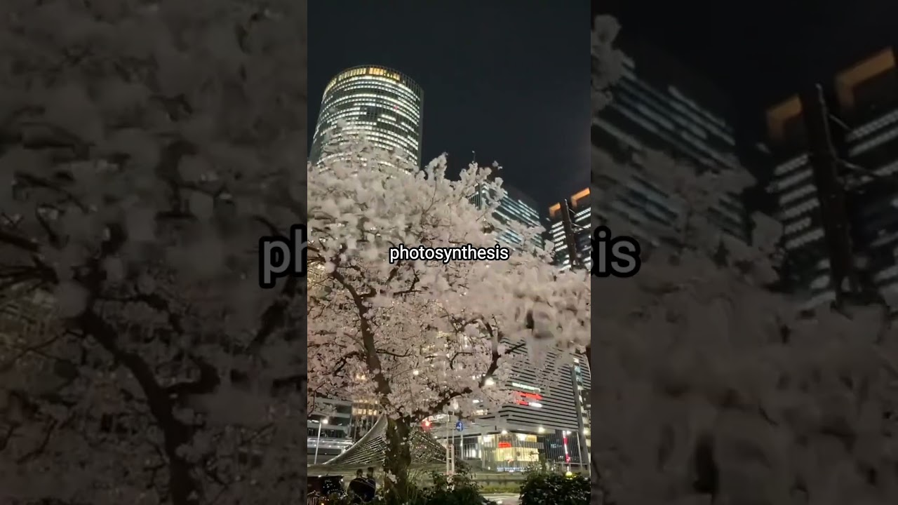 The Impact of Light Pollution on Wildlife 2