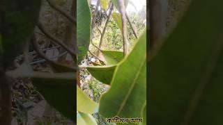 কাটিমন আম  আম ফলছাদ  ছাদ বাগান  mango  reels  rooftop gardening Garden  বাগান  ফুল 