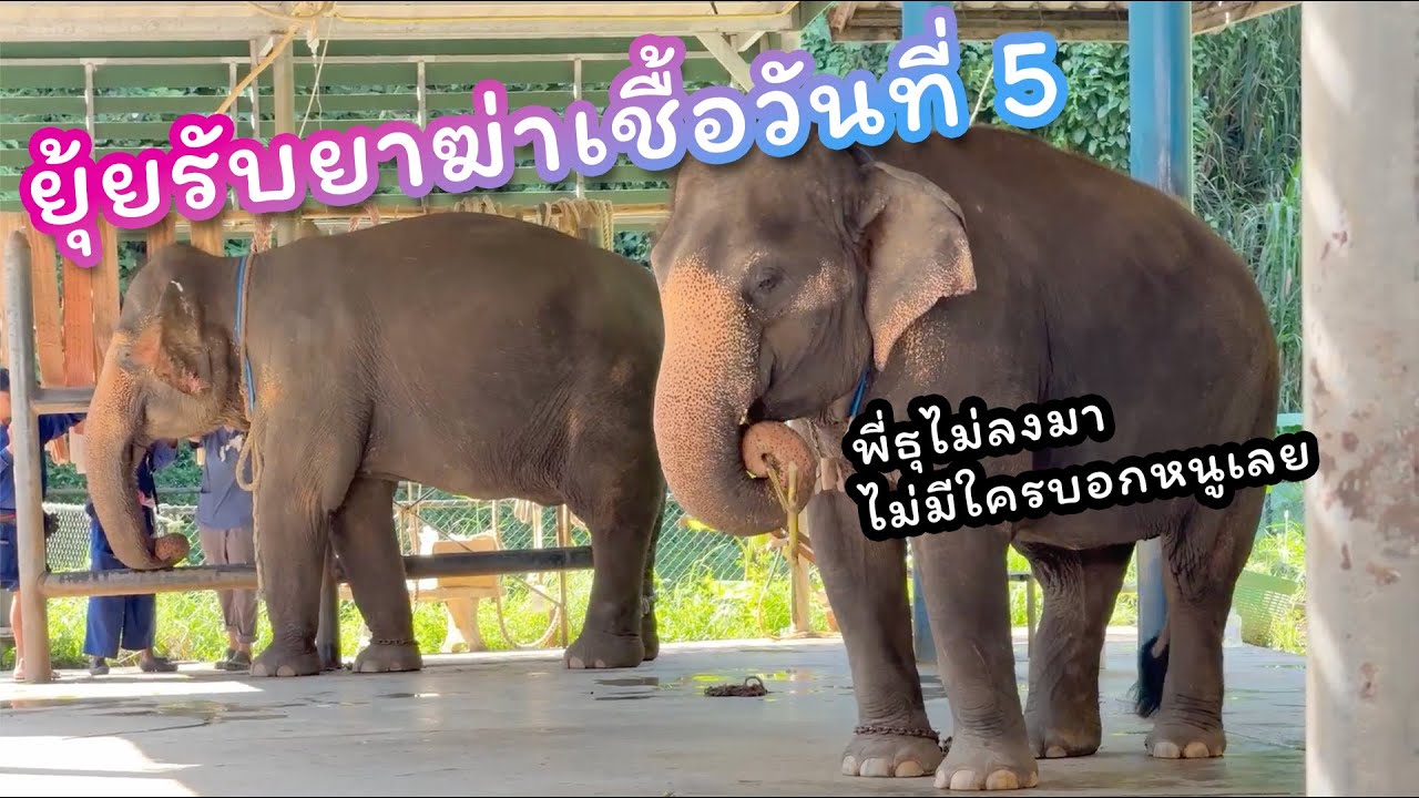 ตามติดชีวิตช้าง Daily Live 30 ต.ค. 2567 ยุ้ยมารับยาฆ่าเชื้อวันสุดท้าย ส่วนแสนรู้แค่มาส่งน้องเฉยๆ