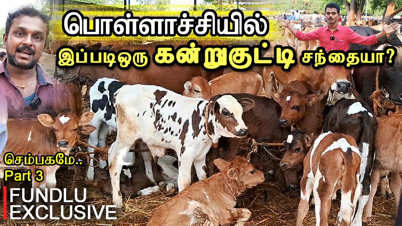 Such a calf market  Low Price Milking Cow Broker Kannan  Pollachimattuchanthai by Fundlu