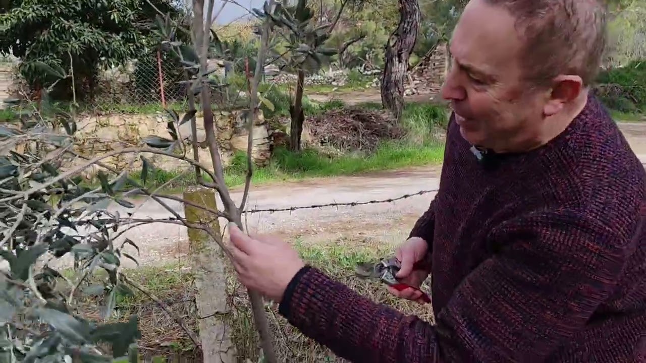 ZEYTİNİ BİRLİKTE BUDAYALIM. KARARSIZ KALDIM. 😊