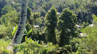 Alam Ubud..naturalistic Cosmik Mandala