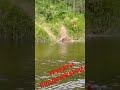 бобры продолжают добывать древесину. строительство хатки.