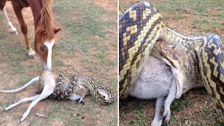 Python eats wallaby as amused horse watches; Expert claims titanic sank because of fire - 1/3/2017 Profile