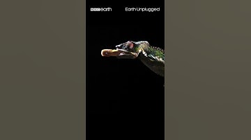 Slow motion chameleon tongue attack! 👅