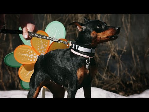 Lighthearted, positive mini-companions. Puppies and others