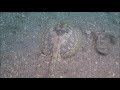 Best of Blue Heron Dec 8 10 2017