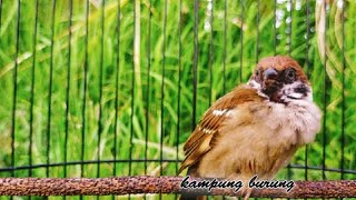 Masteran Gereja Tarung untuk Burung Gantangan _ Di Jamin Burung Anda Pasti Juara