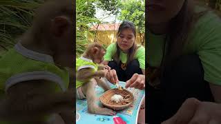 🐵 Hungry monkey happily eats meal while watching nature around 🌿😋 #Monkey #Shorts