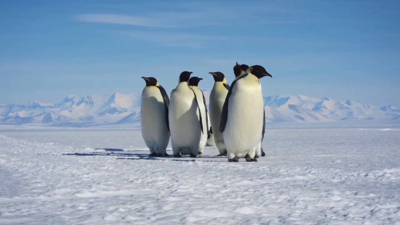 Колония пингвинов. Что едят пингвины. Кто ест пингвинов. Изучение пингвинов.