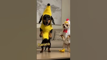 Thumbnail of Chicken Banana Dance #dance #dancing #chihuahua #banana #funny