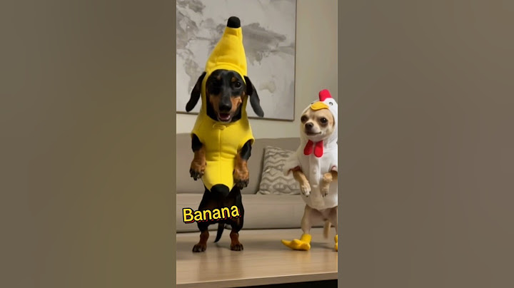 Chicken Banana Dance #dance #dancing #chihuahua #banana #funny