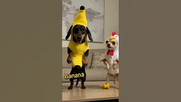 Chicken Banana Dance Dance Dancing Chihuahua Banana Funny 