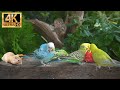 No adscat tv for cats to watch  lovely summer birds squirrels chipmunks  24 hours 4kr 60fps