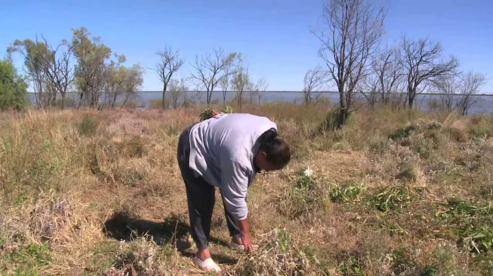 Through Our Eyes - Native Foods At Narran Lake wit...