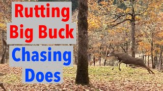 Big Non Typical Blacktail Buck Chasing Does in Rut