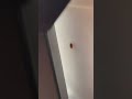 What Does A Bed Bug Look Like In Real Life Bedbuginfestation Bedbugs Bedbuginspection 