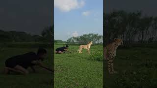 The Triger Bengo Sdan