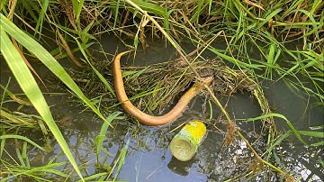 Tập 50: thả câu lươn, hốt luôn cụ lươn khủng