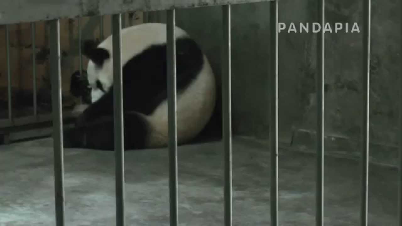 pandapia 20140719-月亮室內-成績-成績帶仔，成績抱著寶寶坐在角落裏 pandas merge