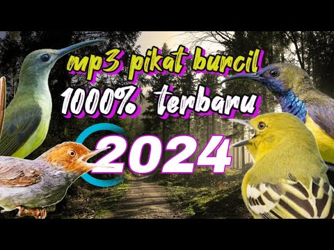 suara pikat burcil ribut _menjerit terbukti ampuh (anti zoonk )