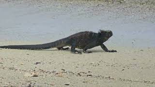 Marine Iguana Strolling