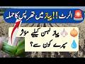 Effective Ways to Protect Onion & Garlic Thrips | لہسن اور پیاز میں تھرپس کا مکمل کنٹرول مؤثر زہریں
