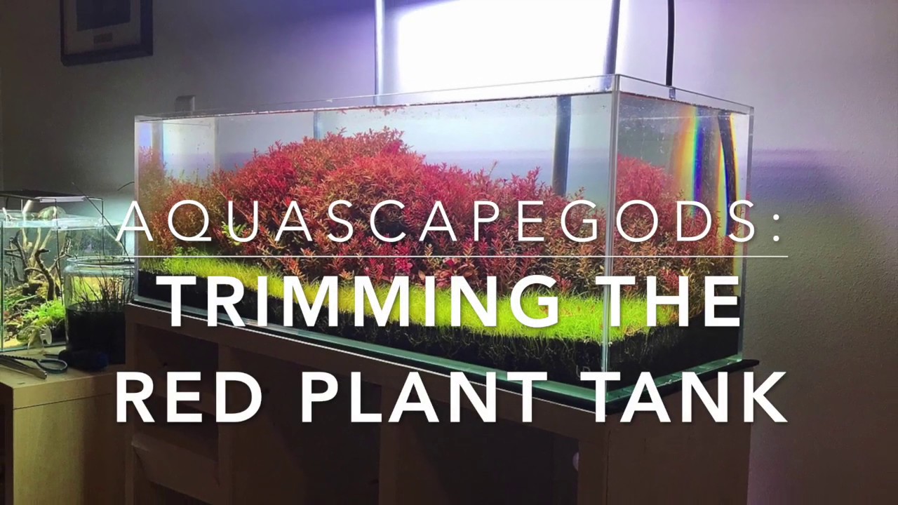 Trimming The Red Plant Tank YouTube