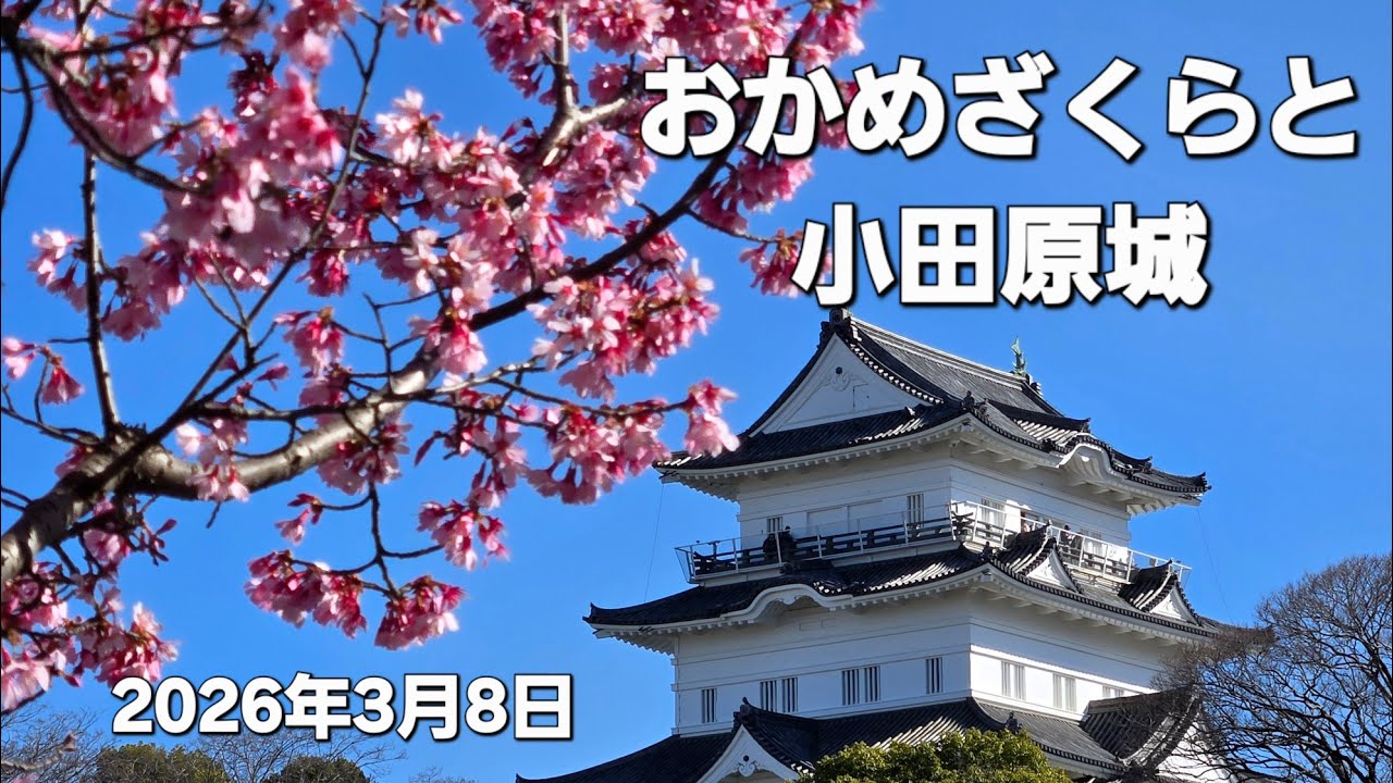 おかめざくらと小田原城(2026年3月8日)【写真編】