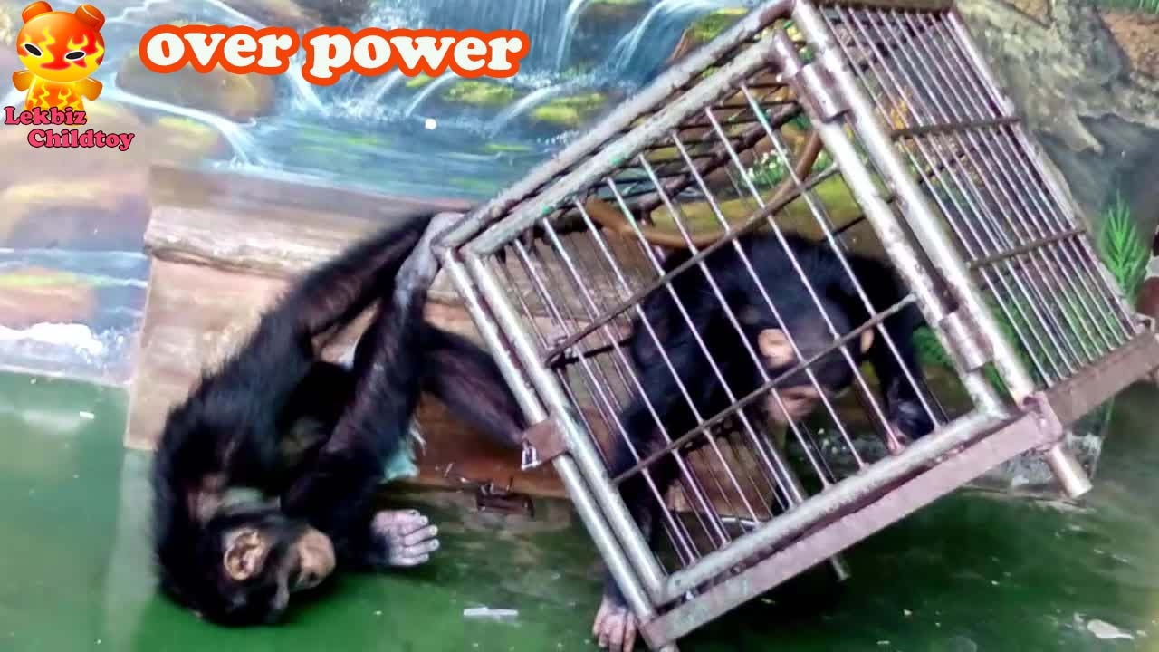 Chimpanzee over power to lift the cage Samutprakarn Zoo YouTube