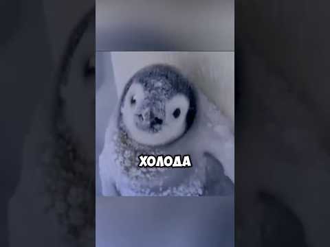 В МИРЕ ЖИВОТНЫХ 'Как пингвины выживают в лютый мороз?! ❄️🐧'#Антарктида ##пингвины#животные