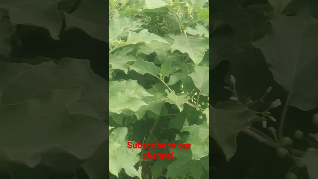 TURKEY BERRY IN OUR FIELD