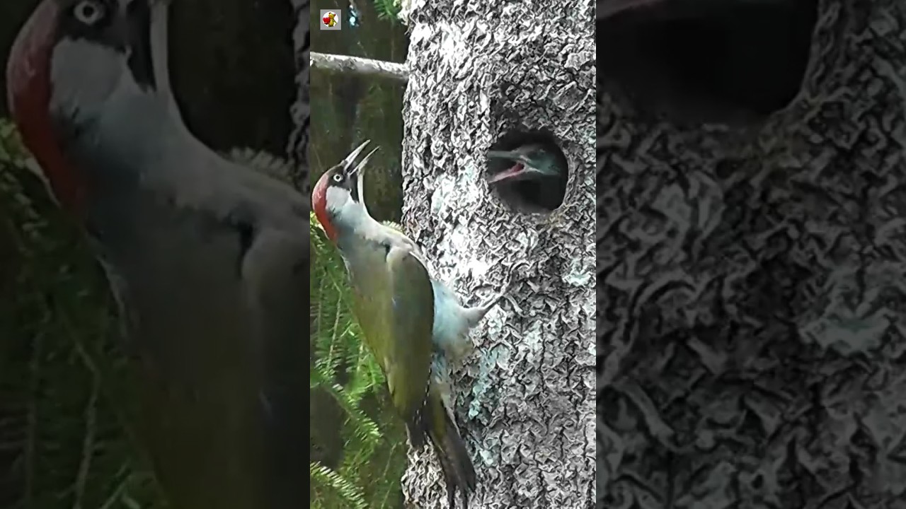 Woodpecker Bird Sound ❤️