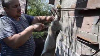 +18. ЗАБОЙ КРОЛИКОВ.(ВИДЕО СОДЕРЖИТ СЦЕНЫ НАСИЛИЯ И ЗАПРЕЩЕНО К ПРОСМОТРУ ДЕТЯМ ДО 18 ЛЕТ, САМЫЙ ГУМАННЫЙ СПОСОБ ЗАБОЯ КРОЛИКОВ..., 2016-05-22T04:29:36.000Z)