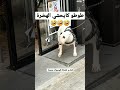 طوطو كايحشي الهضرة