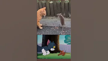 Tom And Jerry Cat And Mouse Fight Funny Tomandjerry Cat Mouse Rat Fight Lol Viral 