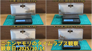 【Memorandum】 2025年10月14日 RPi-Cam-Web-Interfaceを用いたニホンヤモリのTimelapse観察