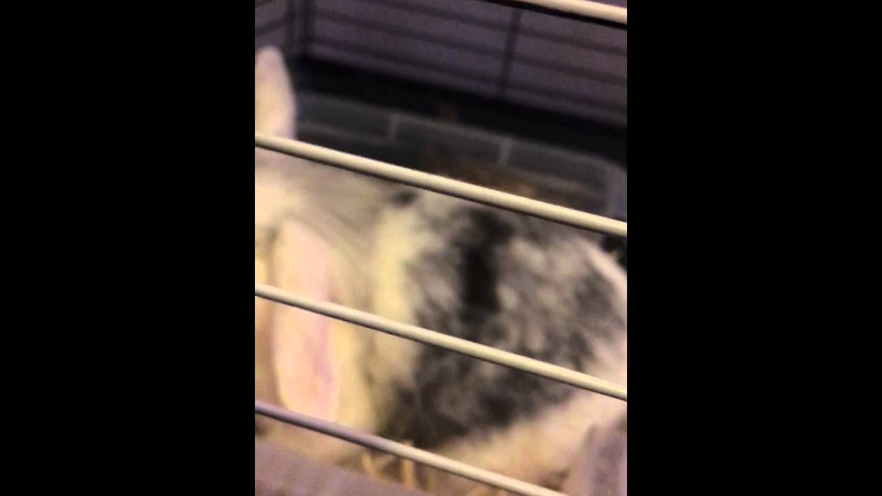 3 days old baby bunnies - feeding time