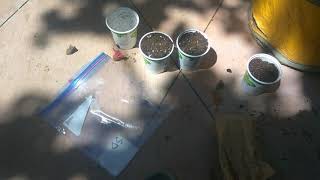 Northern Lights and Sour Diesel Grown From Seed Ep. 1