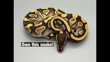 I updated Morph Market! Available Ball Pythons.