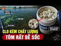 CÁCH ĐÁNH CLO CHO AO TÔM ĐÚNG KỸ THUẬT | CALL 0934.550.334