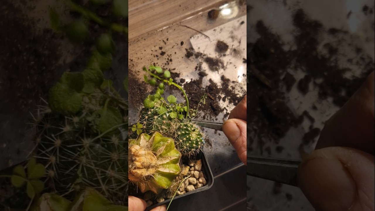 Очищаю привитый саженец кактуса! Может, мне удастся его спасти! 