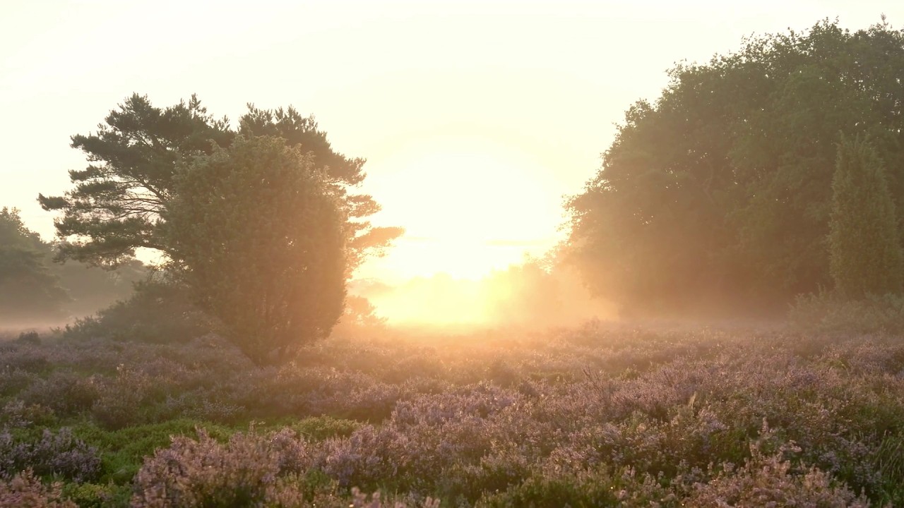 432Hz Positive Energy ✦ Manifest While You Meditate & Sleep ✦ 8 Hours