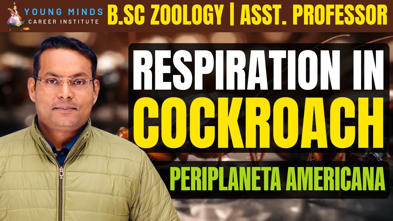 Respiratory System of Cockroach | Periplaneta americana