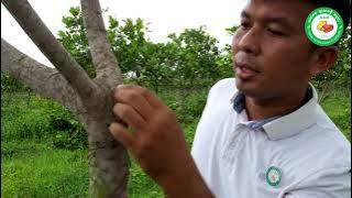 Cashew nuts pruning procedure 2
