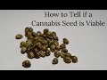 How to Tell if a Cannabis Seed is Viable