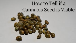 How to Tell if a Cannabis Seed is Viable screenshot 2