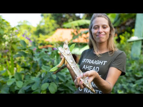 Vídeo: Sobre Feijão Escarlate - Quando posso plantar uma videira de feijão escarlate