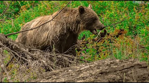USFWS discusses future of grizzlies in Bitterroot ecosystem